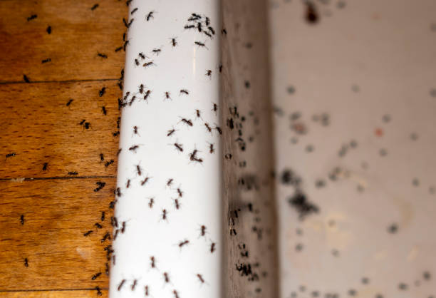 Best Pest Removal Services  in Humboldt Hill, CA