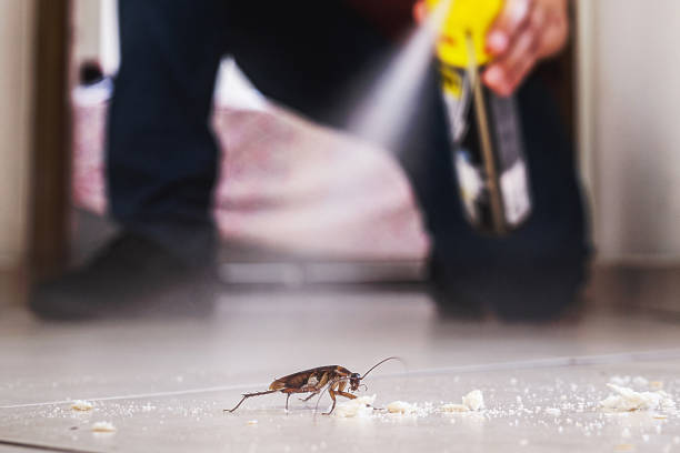 Reliable Humboldt Hill, CA Pest Control Solutions