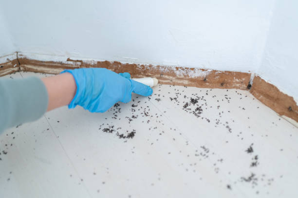Best Ant Control Services  in Humboldt Hill, CA